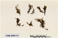 藏品(東亞摺葉苔)的圖片